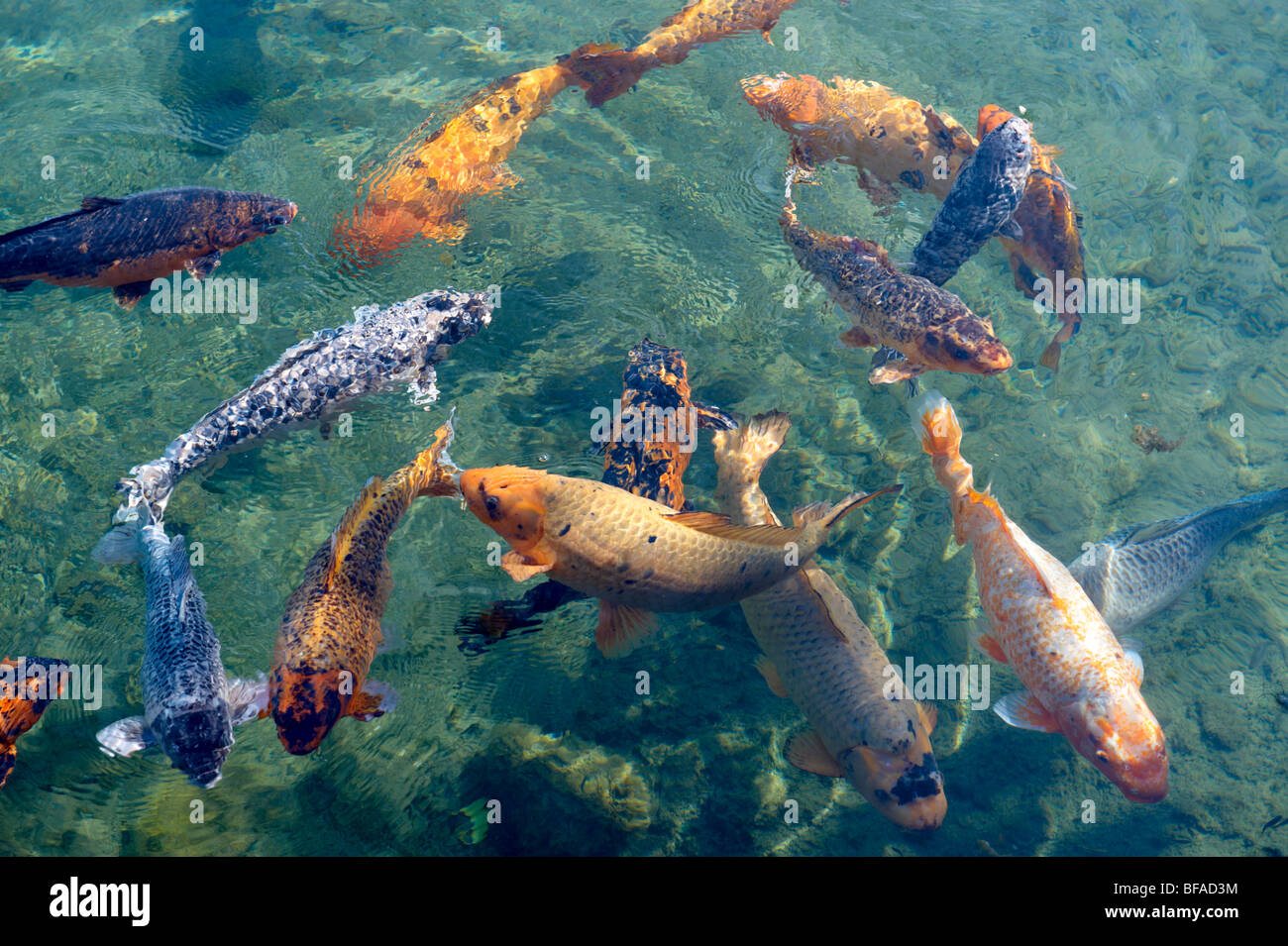 Carpas Koi en el estanque del molino en Tapolca - Balaton, Hungría Foto de stock