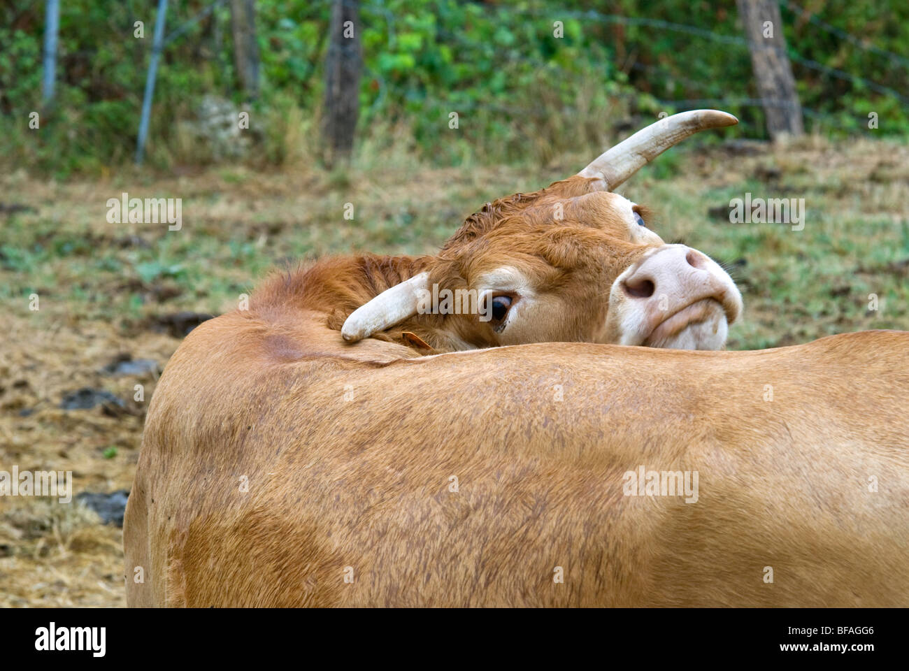 Limousin vaca mirando hacia atrás Foto de stock