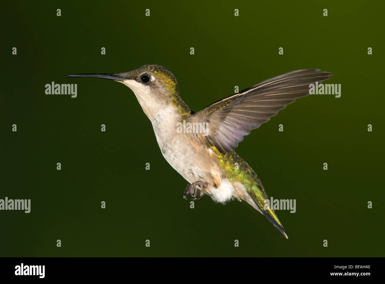 Esta es una hembra Ruby-throated hummingbird en vuelo cerca de un alimentador. Foto de stock