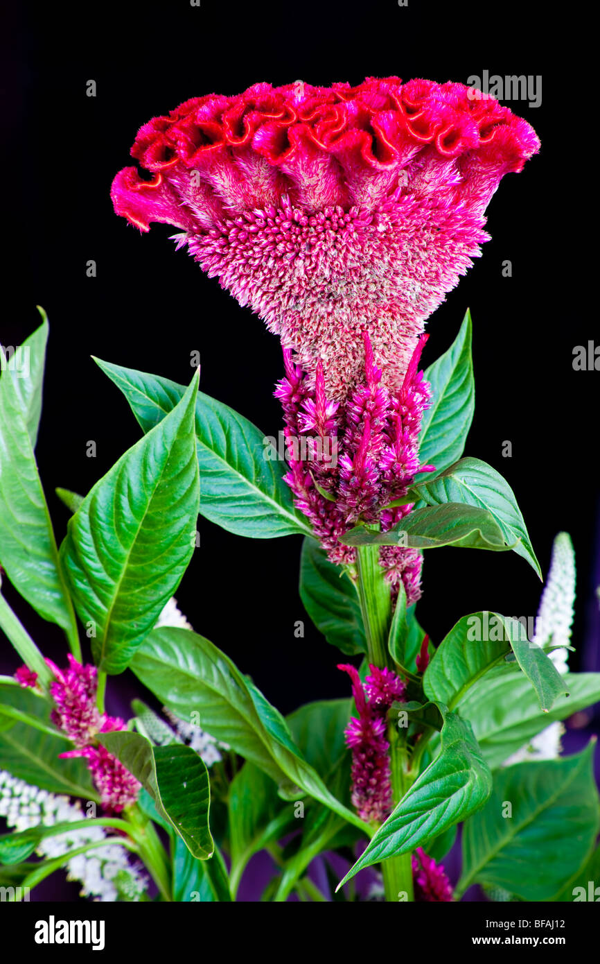 Cockscomb - Celosia Lhasa rojo Foto de stock