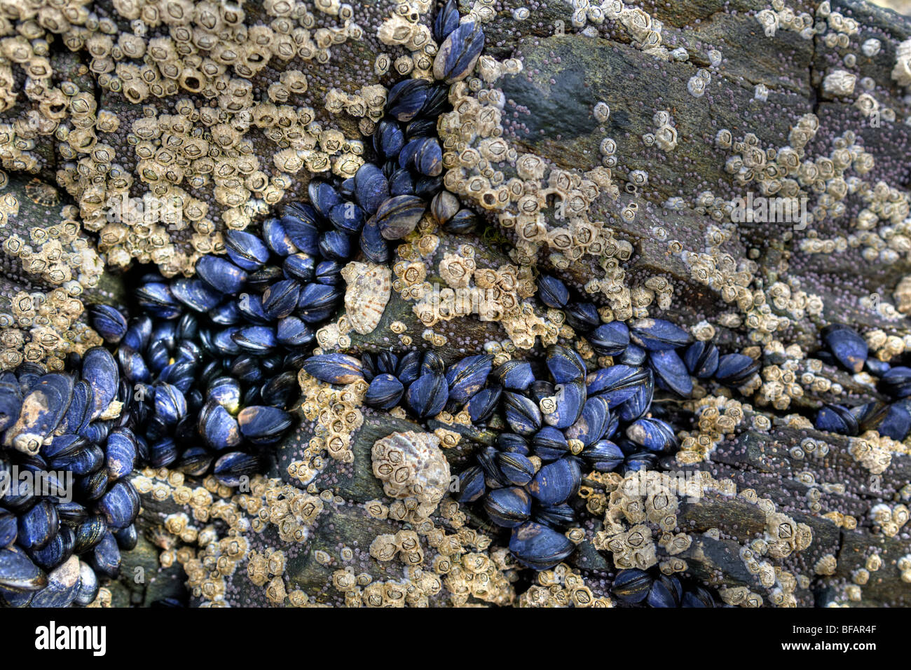 Azul Mejillones, percebes y lapas expuestos sobre una roca en la playa en la bahía Balnakeil, Durness, Escocia Foto de stock