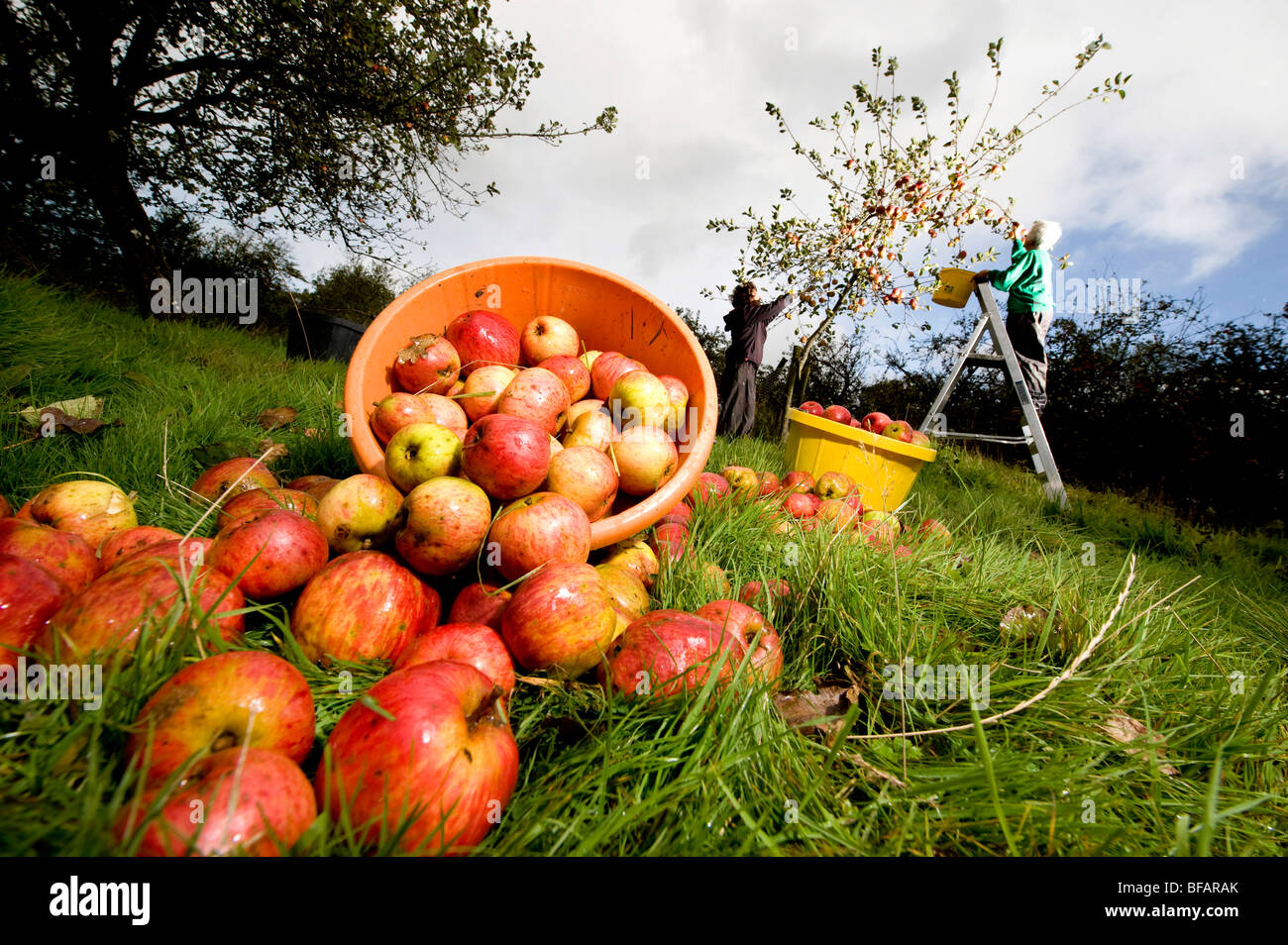 Reunir los selectores de la última de la cosecha de la manzana en un huerto de sidra tradicional en Devon Foto de stock