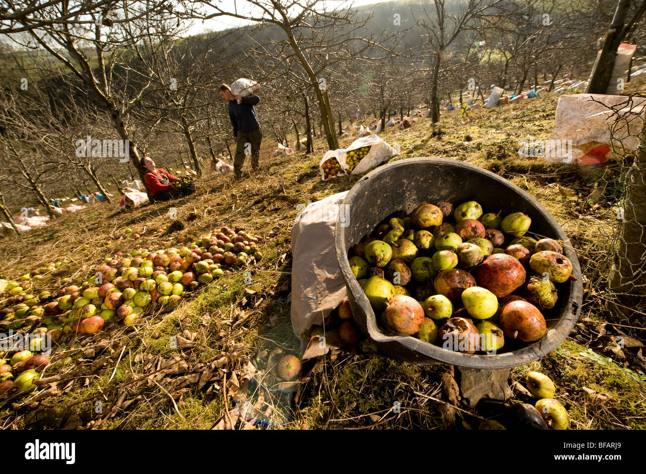 Reunir los selectores de la última de la cosecha de la manzana en un huerto de sidra tradicional en Devon Foto de stock