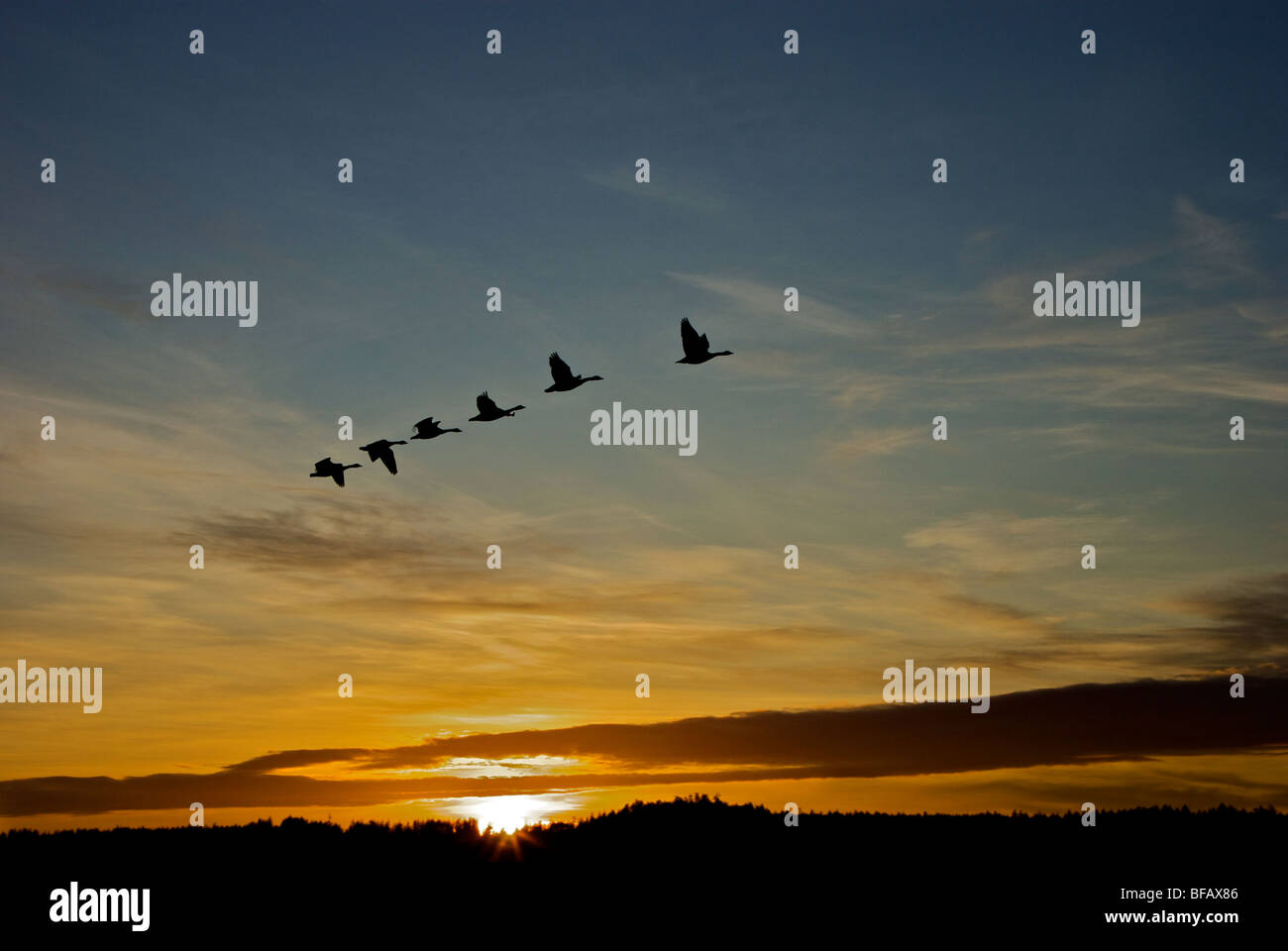 Bandada de seis puntas de ala de los gansos de Canadá con un ligero desenfoque de movimiento en silueta contra el brillante cielo matutino sunrise Fiery Foto de stock