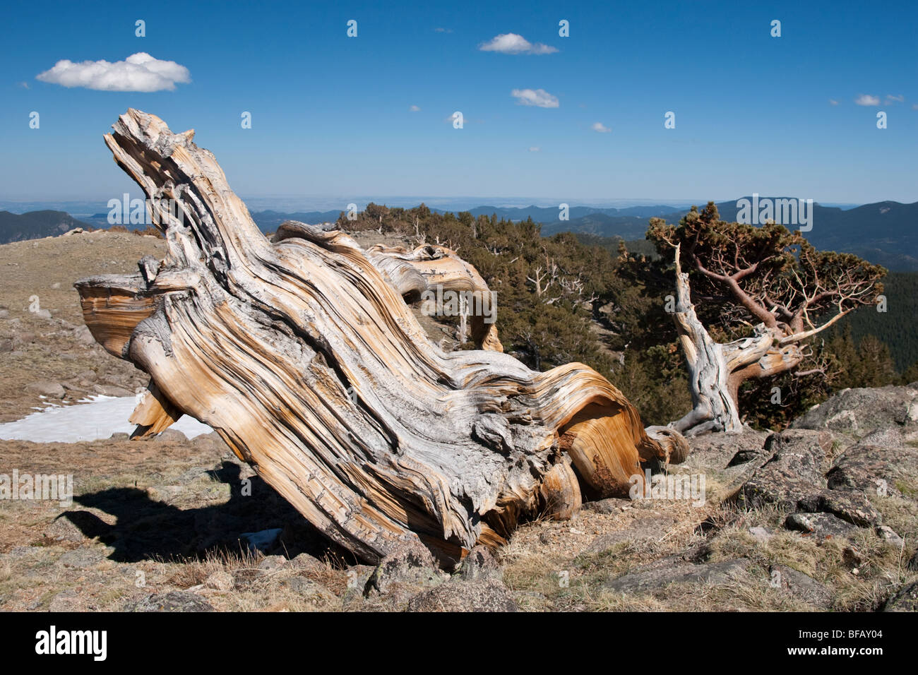 Windswept Bristlecone Pine Tree en el Monte Evans en Colorado. Foto de stock