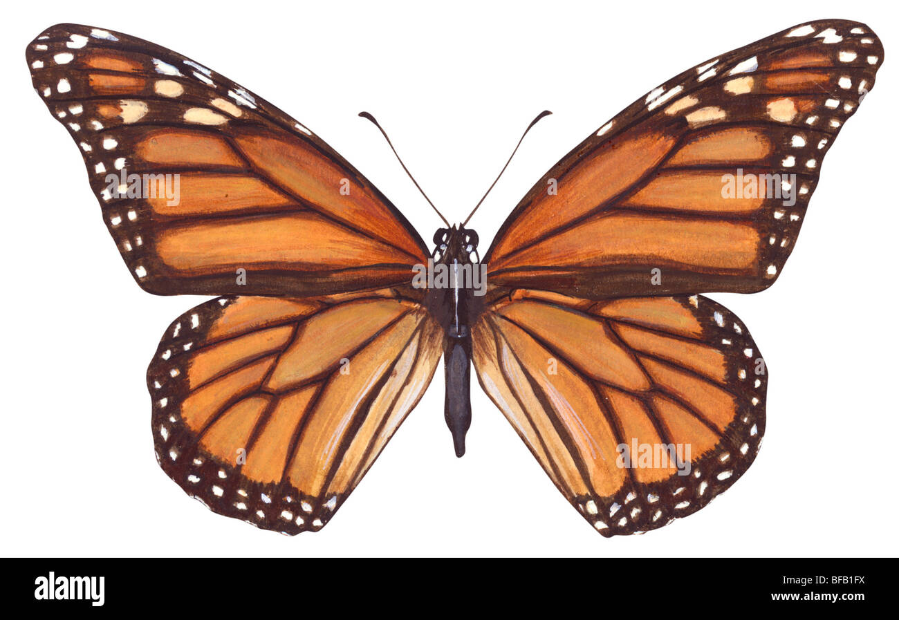 Mariposa monarca (Danaus plexippus). Foto de stock
