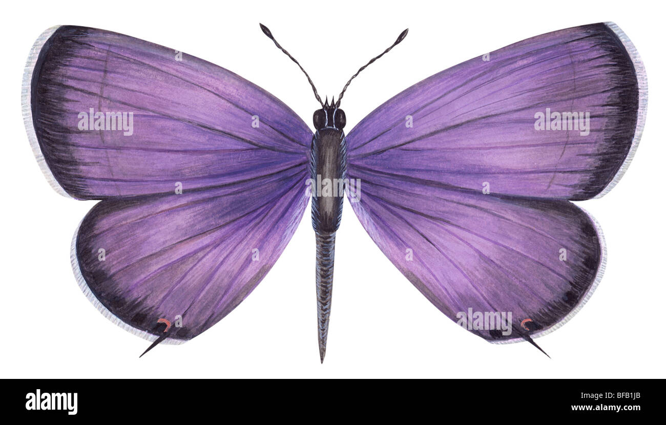 Cola oriental mariposa azul. Foto de stock