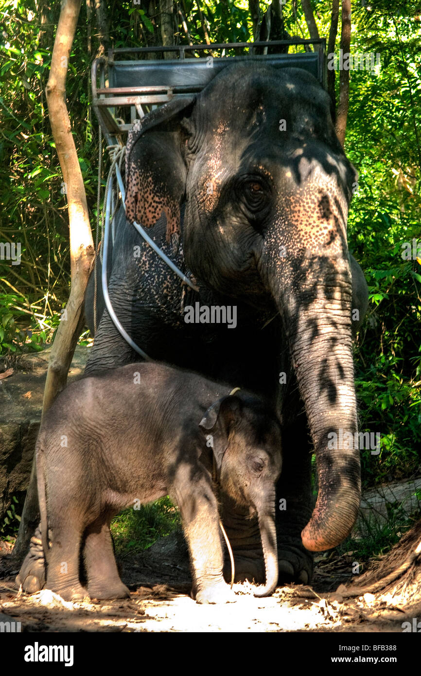 La madre y el bebé elefante de Koh Samui, Tailandia Foto de stock