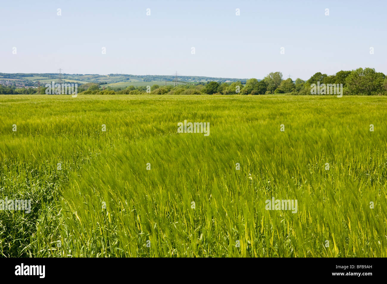 Gran campo de cebada cerca de Selbourne, Hampshire, Inglaterra Foto de stock