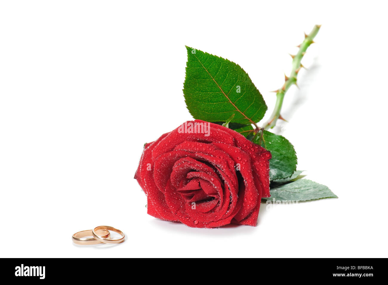 Hermosa rosa roja y dorada anillos de boda Foto de stock