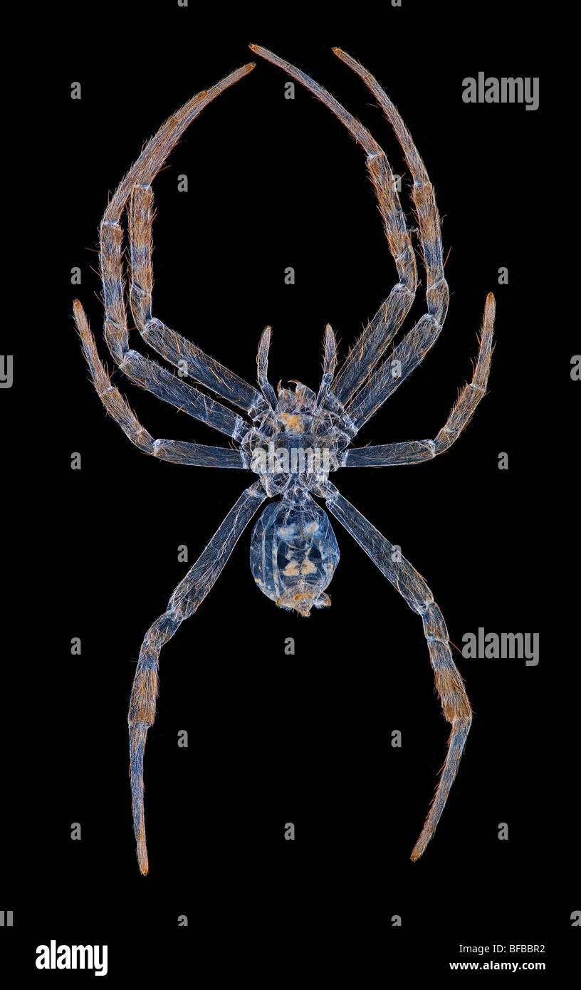 Argiope aetherea St Andrews Cruz araña, darkfield microfotografía Foto de stock