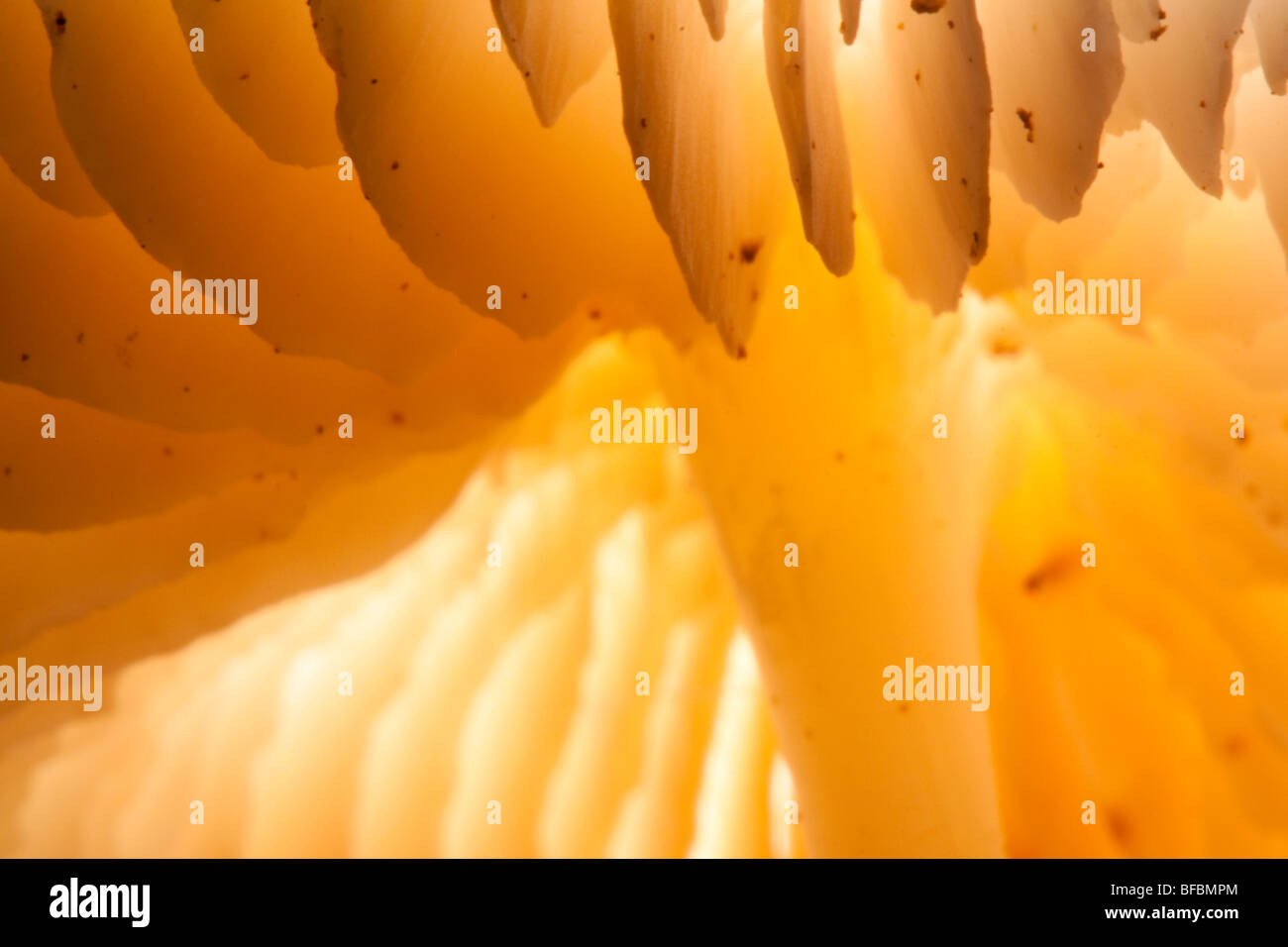 Inglaterra, Worcestershire, Kingsford Forest Park. Visión creativa de