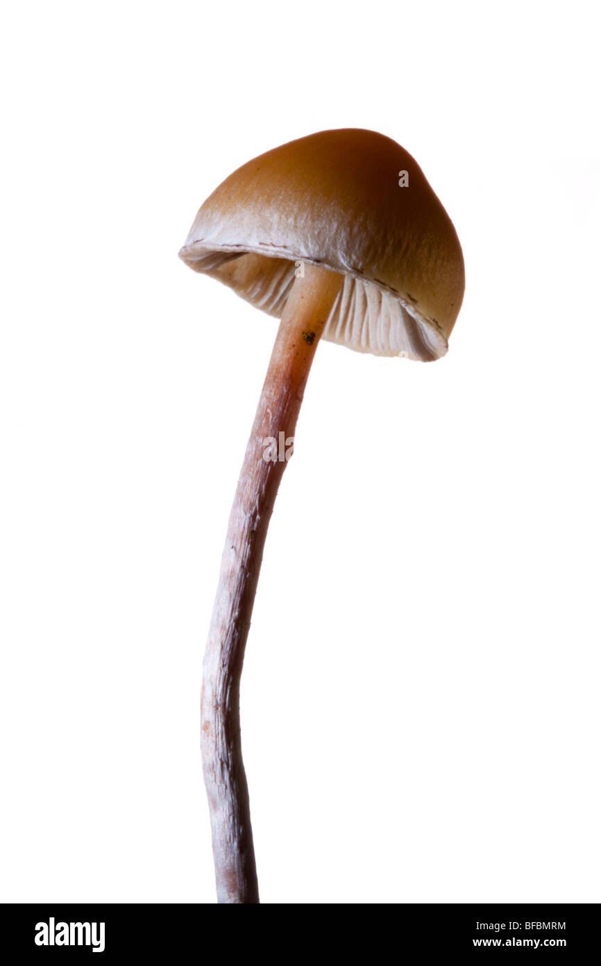 Hongos de heces de sapo Imágenes recortadas de stock Alamy