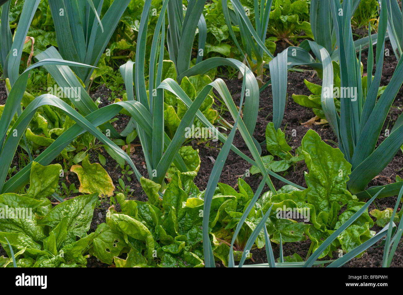 Espinacas creciendo entre las plantas de puerro Foto de stock