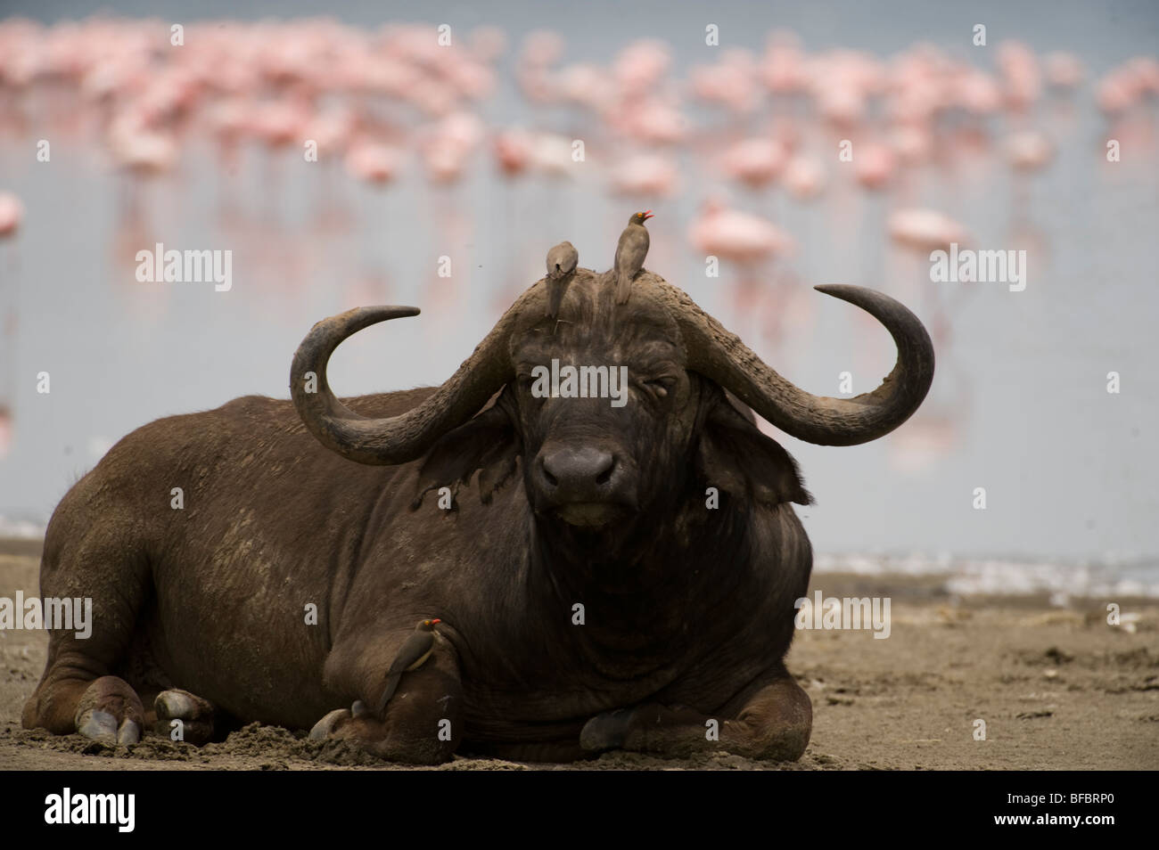 Cape Buffalo Retrato Foto de stock