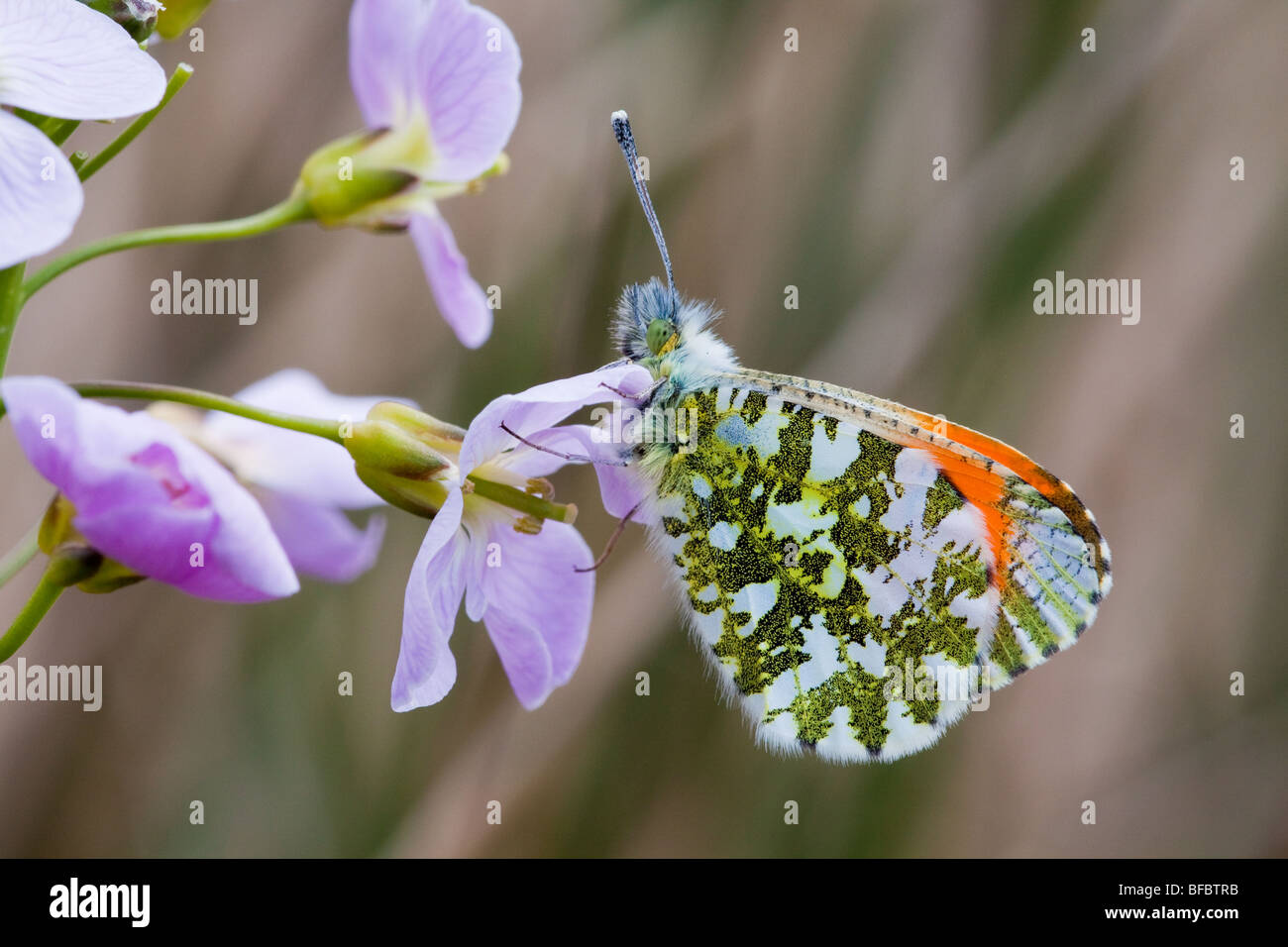 Naranja-punta, mariposa Anthocharis cardamines sobre Lady's Smock Foto de stock