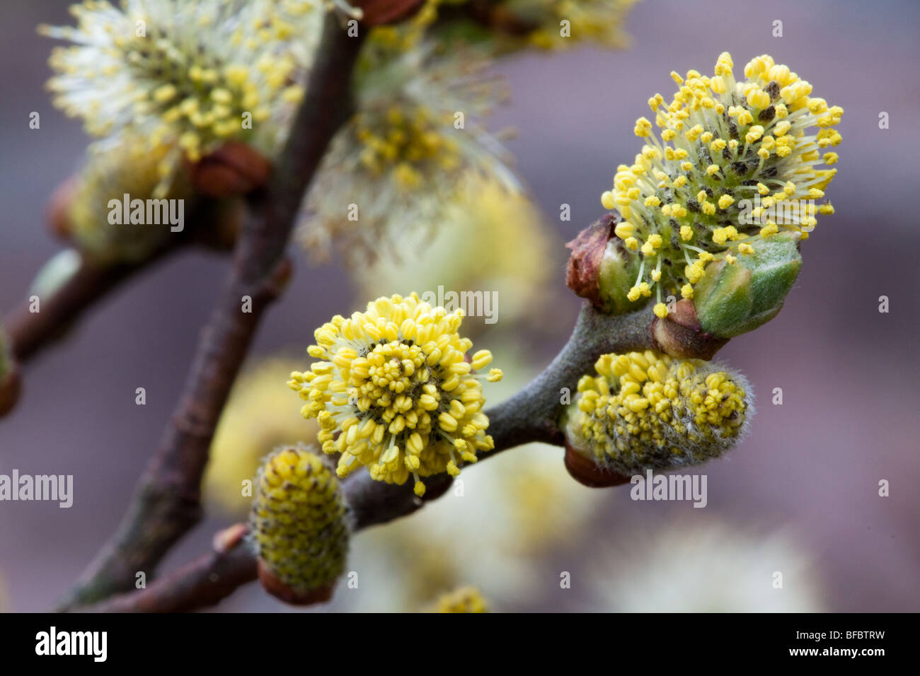 Orejas Willow Salix aurita, amentos masculinos Foto de stock
