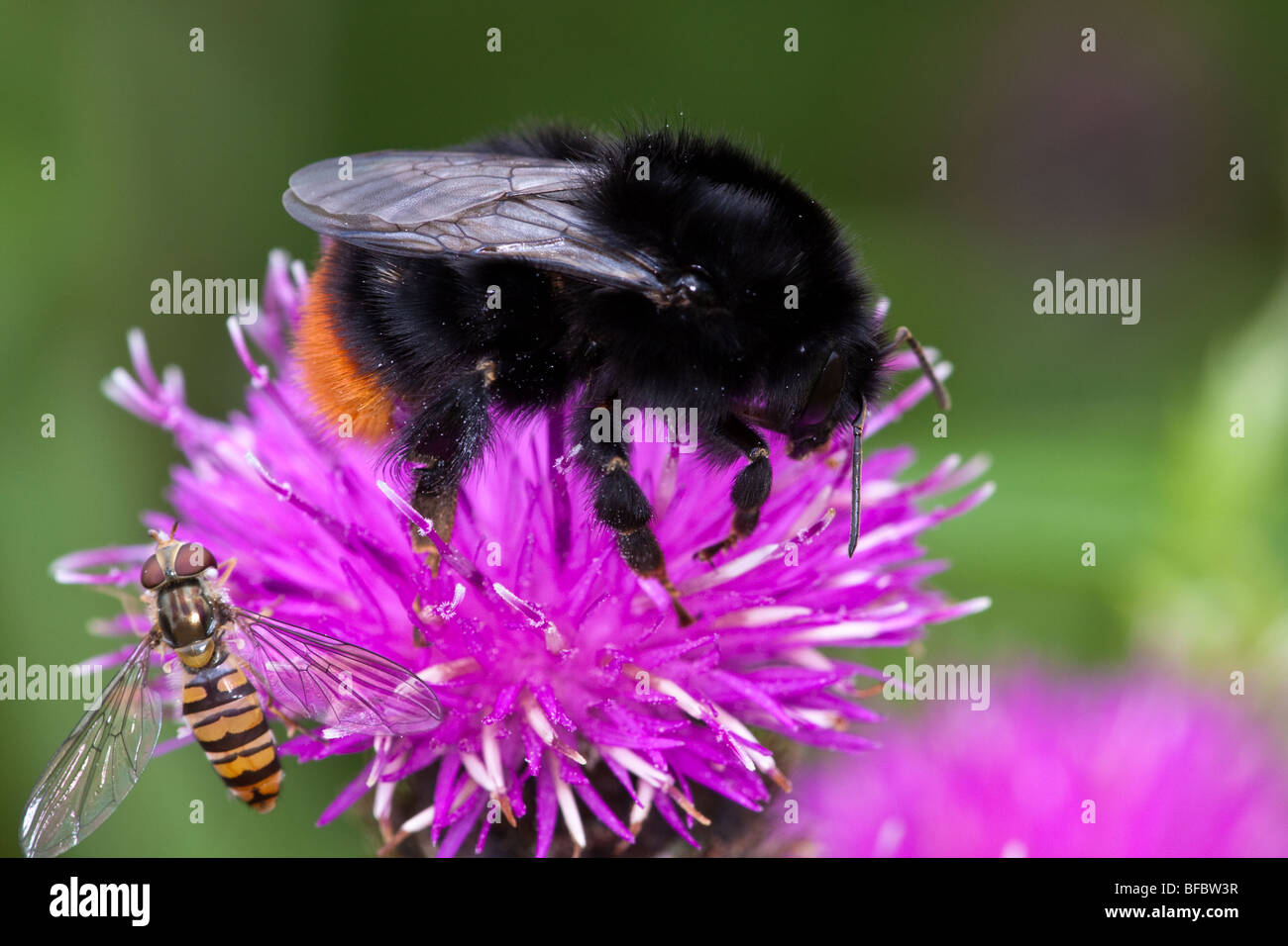 Reina de cola roja, abejorro Bombus lapidarius Foto de stock