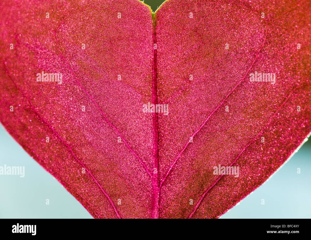 Fragmento de planta ventana cordiform rojo leaf (macro, naturaleza fondo) Foto de stock