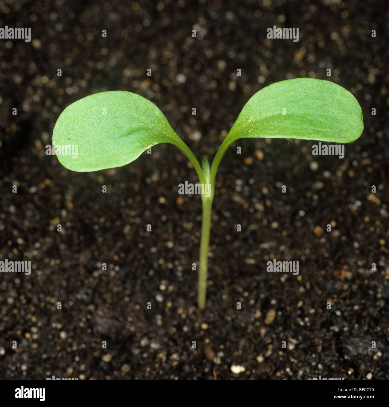 Aciano (Centaurea cyanus) Plántula con cotiledones deja sólo Foto de stock