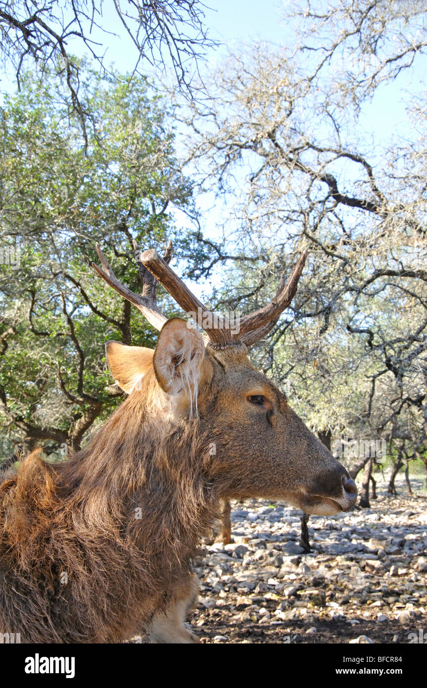 Wapiti Elk, aka (Cervus canadensis) Foto de stock