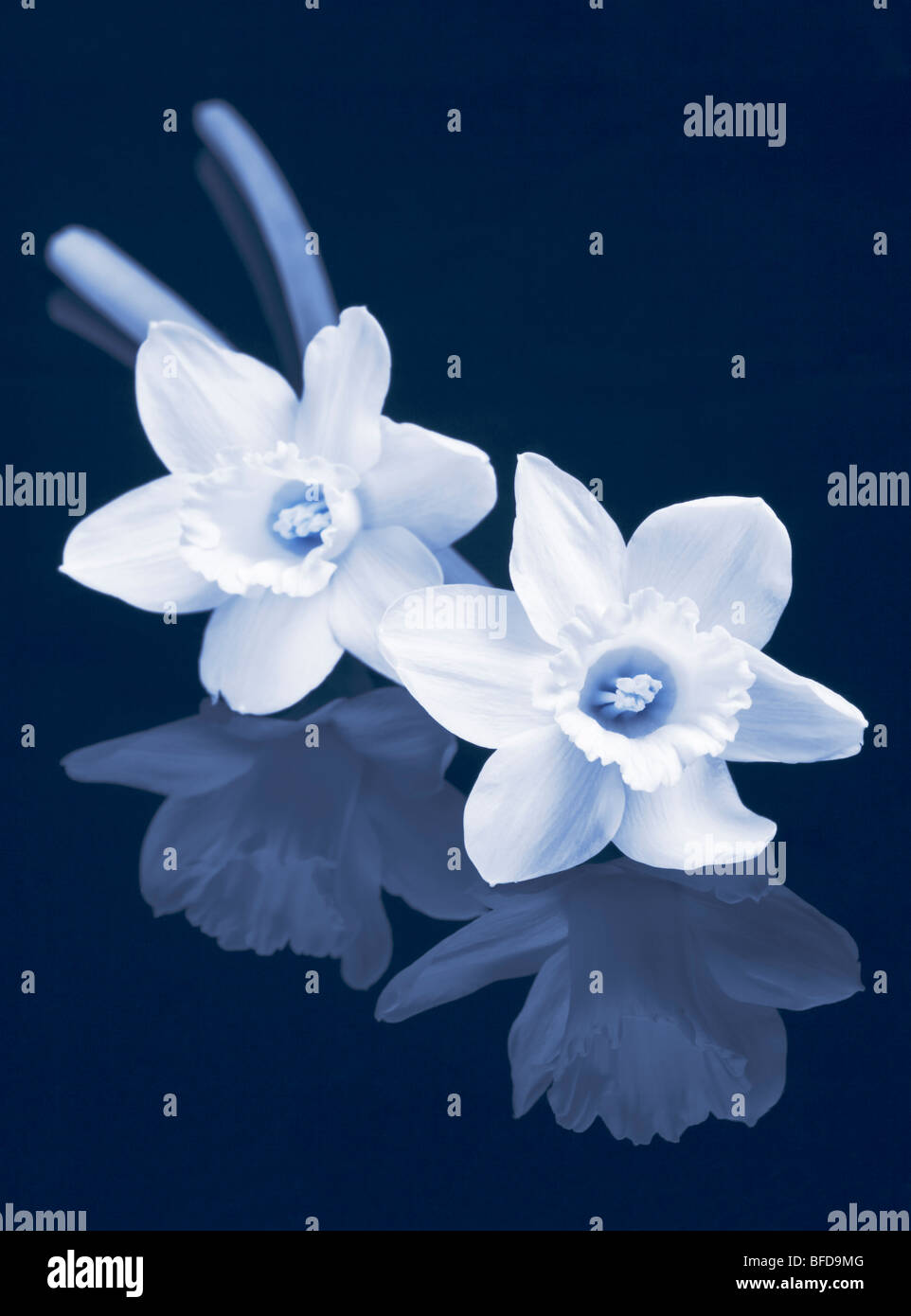 Dos Narcisos en tonos azul en blanco y negro Foto de stock