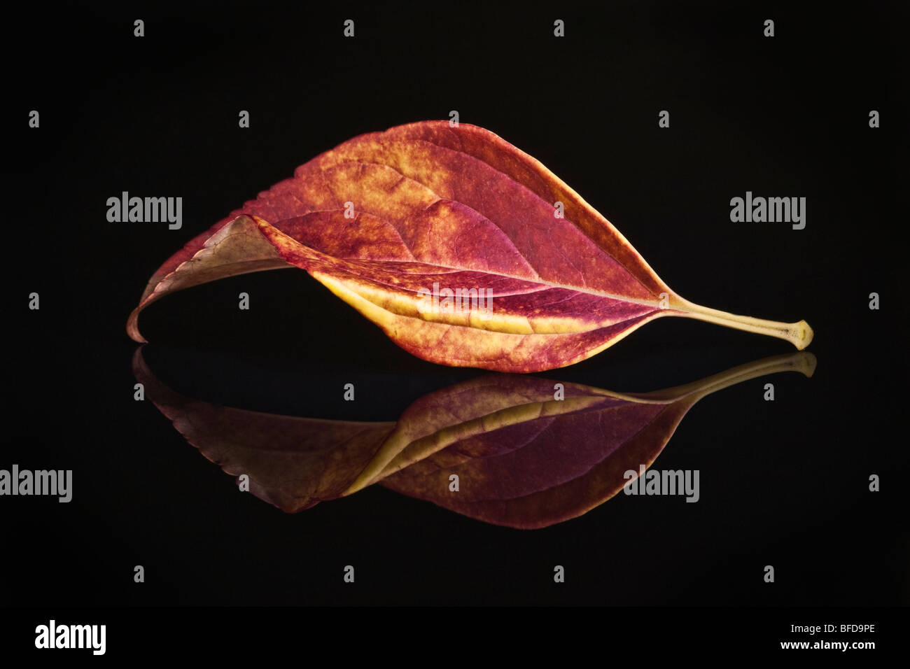 Hoja de otoño de colores sobre superficie reflectante Foto de stock