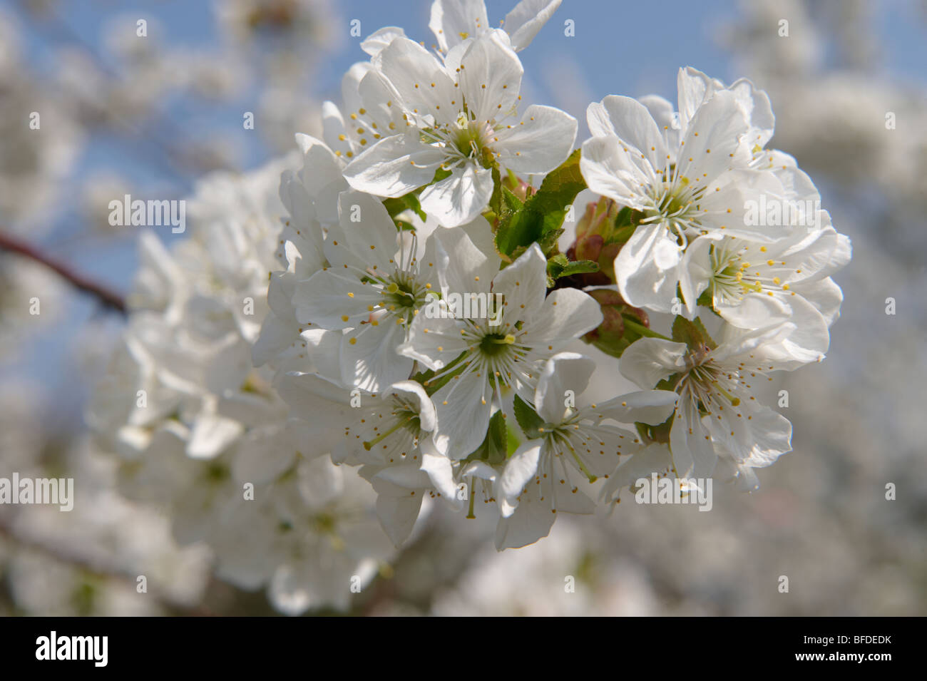 Cerezos en flor blanca en el árbol del huerto. Foto de stock