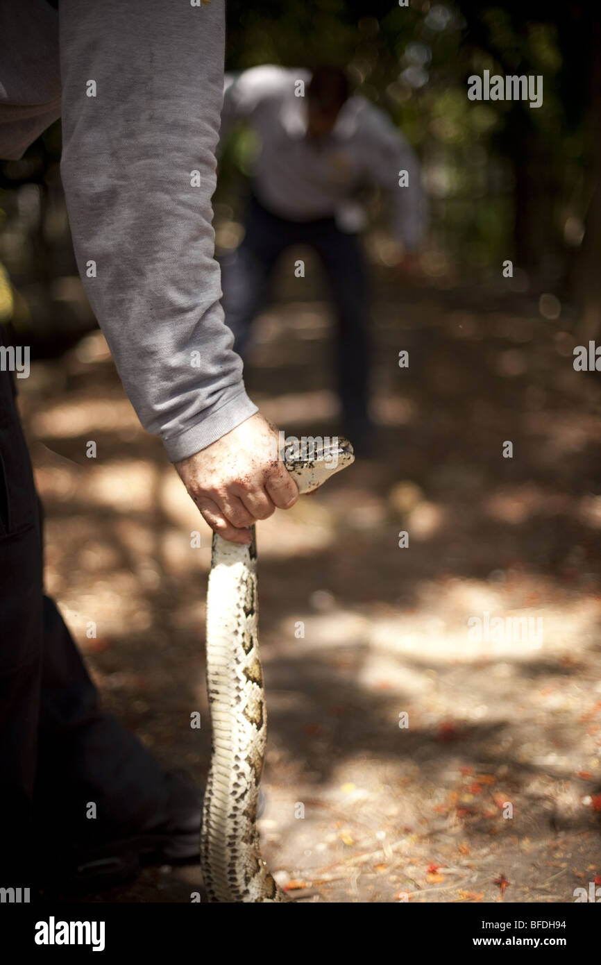 Unidad de Respuesta de veneno en la búsqueda de pitones birmanos en los