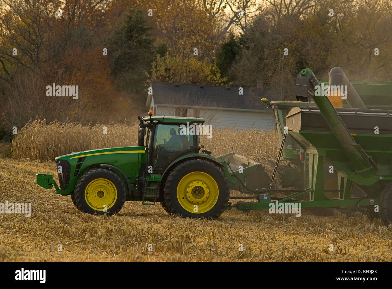 La recolección de la cosecha de maíz en Indiana central, dos agricultores están en la cabina del tractor como el selector de maíz vacía es la carga. Foto de stock