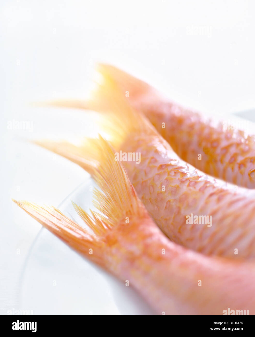 Colas de pescado Foto de stock