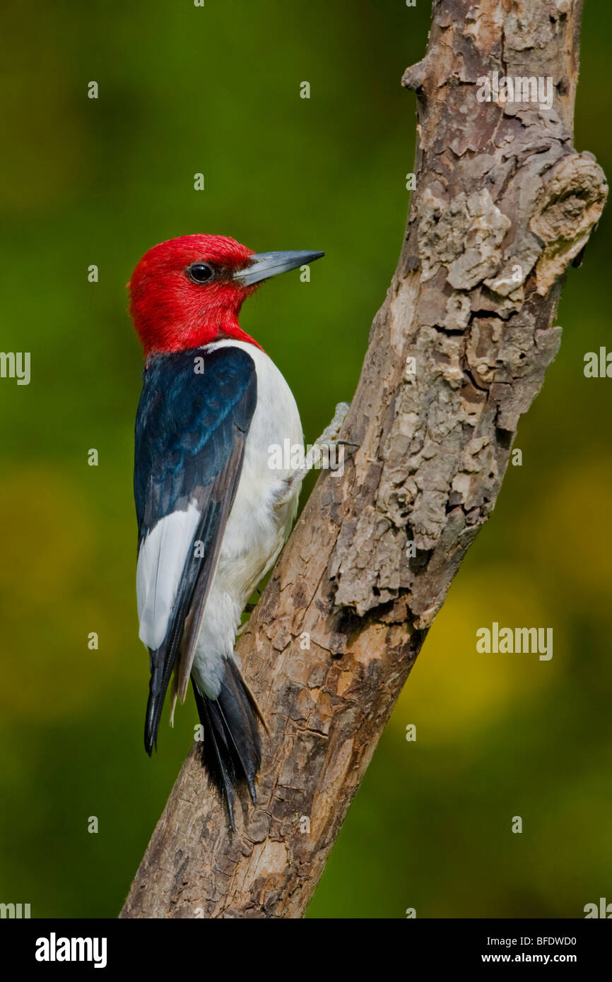 Pájaro carpintero de cabeza roja (Melanerpes erythrocephalus) posado en una rama cerca de Toronto, Ontario, Canadá Foto de stock