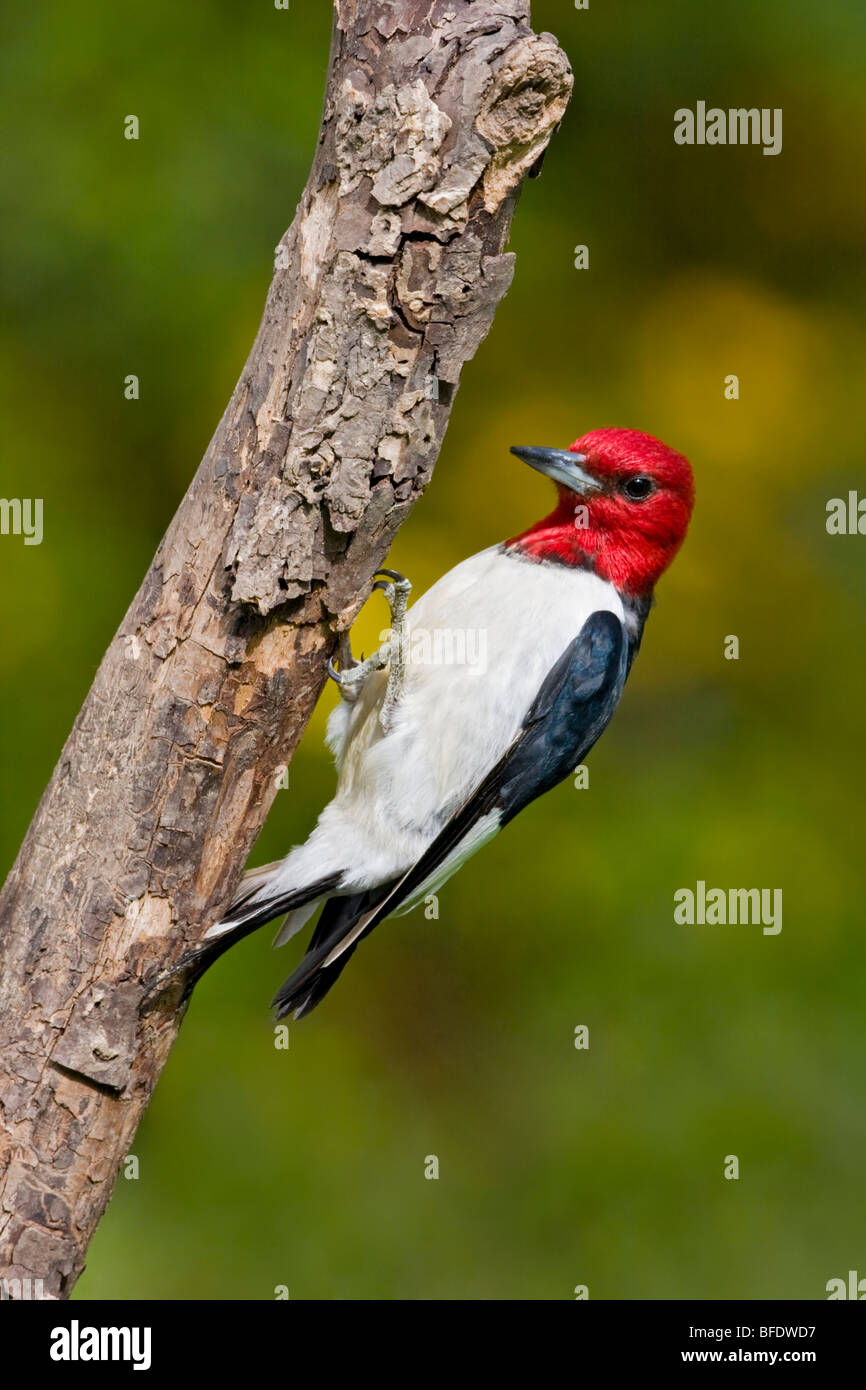 Pájaro carpintero de cabeza roja (Melanerpes erythrocephalus) posado en una rama cerca de Toronto, Ontario, Canadá Foto de stock