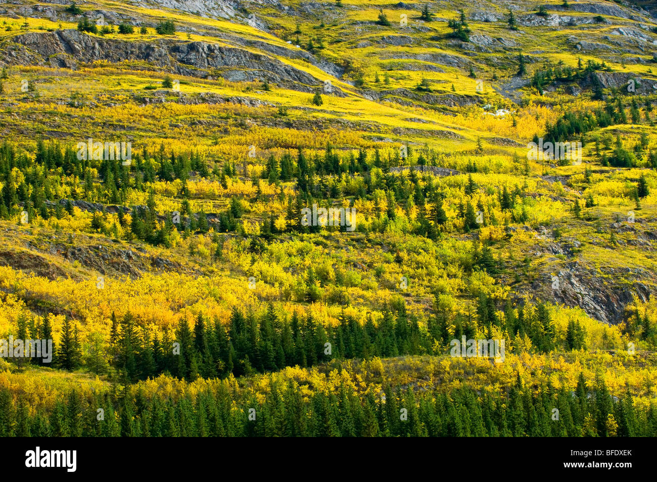 Pendiente de la montaña en colores de otoño, Kananaskis Country, Montañas Rocosas, Alberta, Canadá Foto de stock