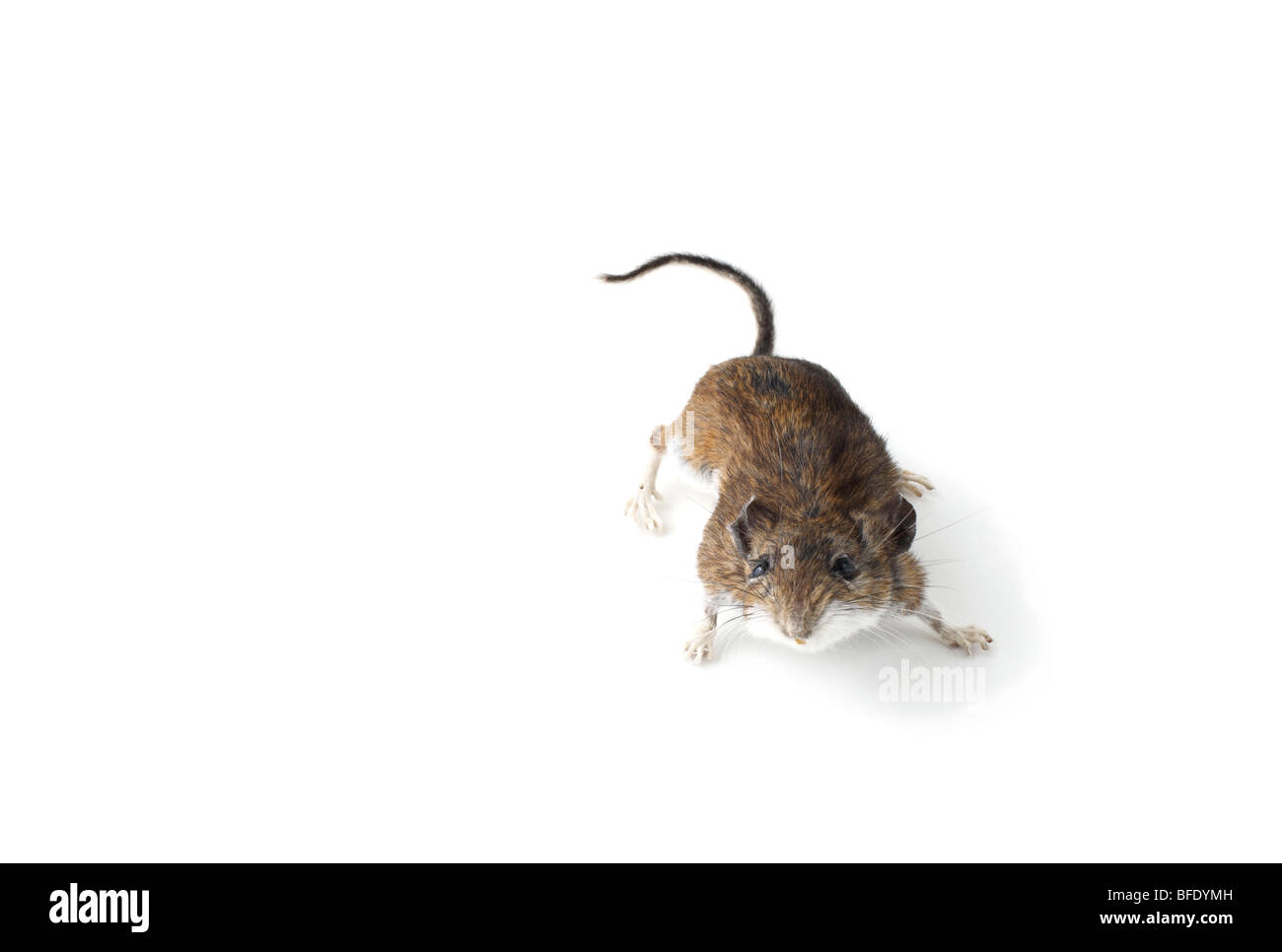 Foto de estudio de un ratón de campo en blanco Foto de stock