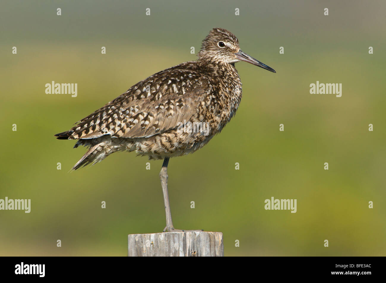 Willet (Tringa semipalmata) encaramado en poste de cerca en el verano el Lago área silvestre protegida, Oregón, EE.UU. Foto de stock