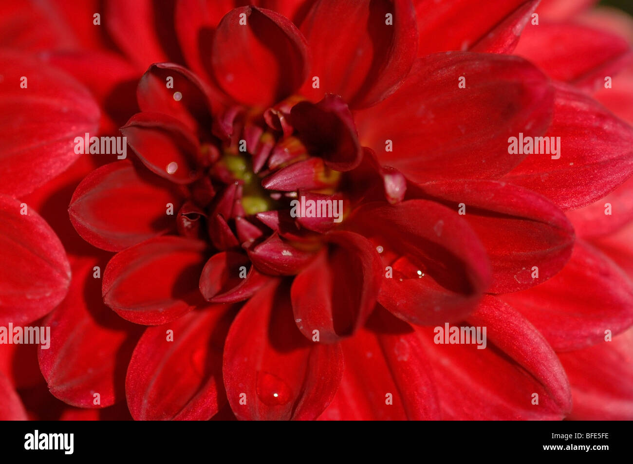 Flor Foto de stock