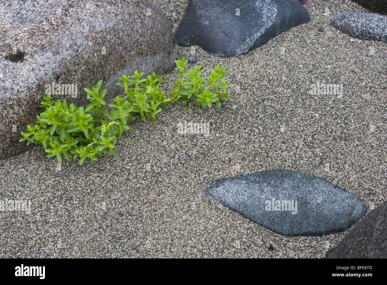 Una imagen cercana de plantas que crecen en la playa a lo largo del sendero de la costa oeste de la isla de Vancouver, British Columbia, Canadá Foto de stock