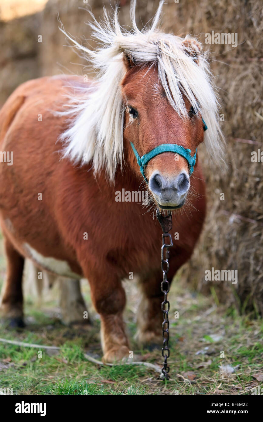 Miniature pony fotografías e imágenes de alta resolución - Alamy