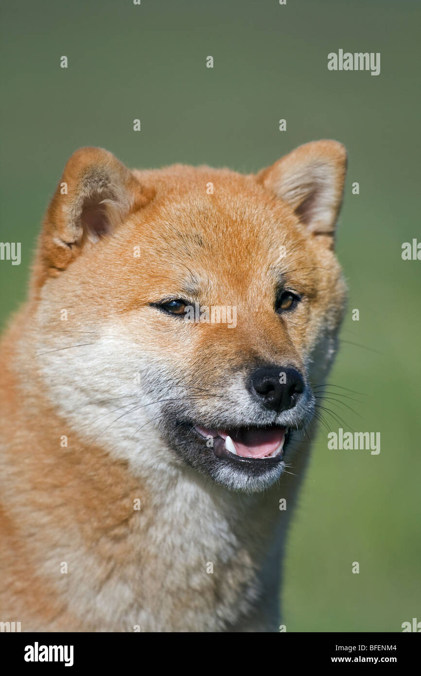 Shiba Inu hembra afuera cerca de Cochrane, Alberta, Canadá Foto de stock