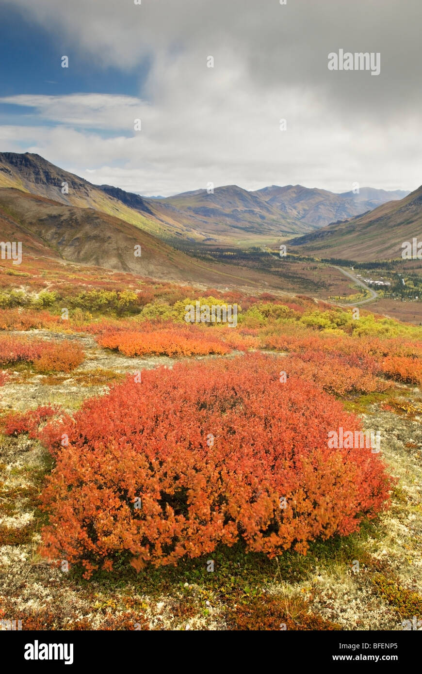 El sauce (Salix herbacea enano) Bush, Tombstone Parque Territorial,  Territorio de Yukon, Canadá Fotografía de stock - Alamy