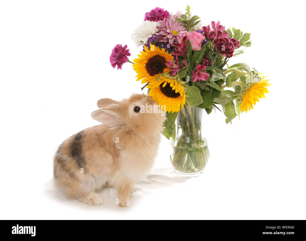 Flores olorosas de CONEJO conejo adulto femenino único oliendo Jarrón de flores Studio Foto de stock