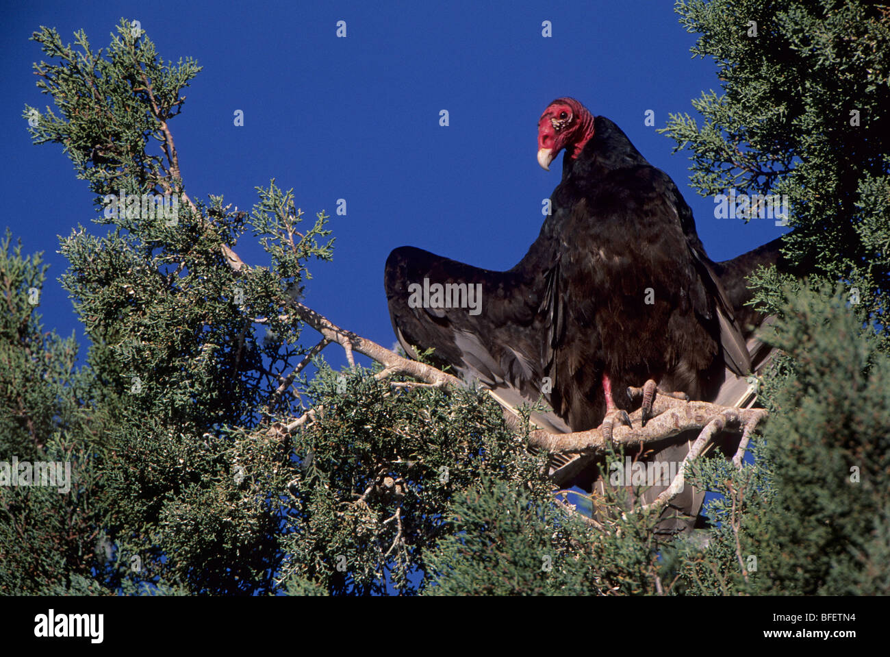 Turquía buitre (Cathartes aura) a roost, Socorro, Nuevo México, EE.UU. Foto de stock