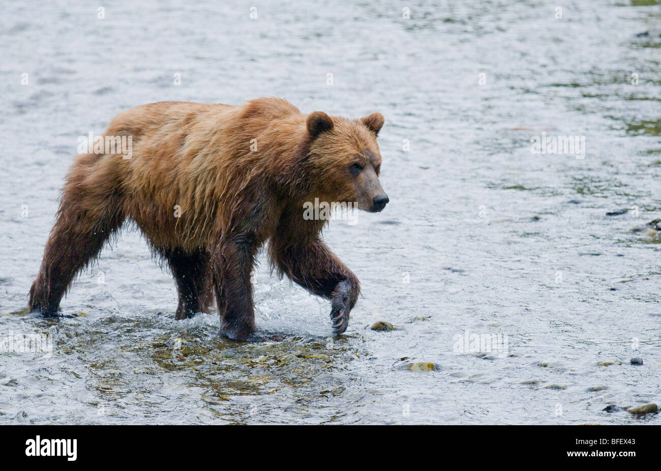 Oso grizzly (Ursus arctos horribilis) Adulto viendo del salmón en desove de stream. En zonas costeras grizzliy frecuenta arroyos Foto de stock