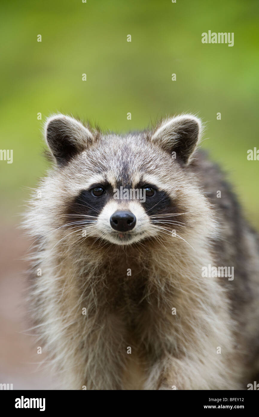 Comunes de mapache (Procyon lotor), Killarney Provincial Park, Ontario, Canadá Foto de stock