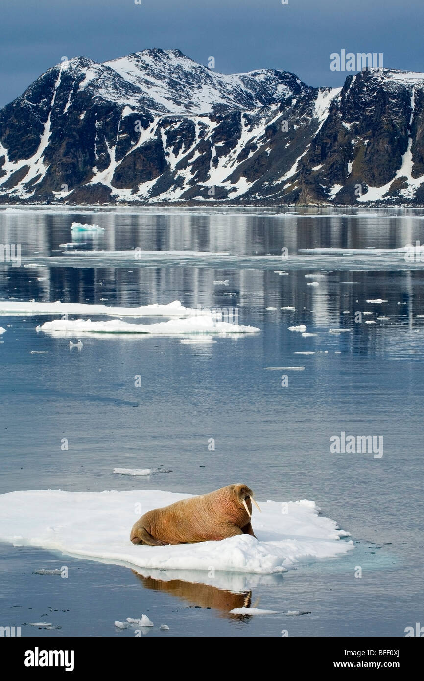 La morsa (Odobenus rosmarus), retrato, Noruega, Svalbard Fotografía de  stock - Alamy