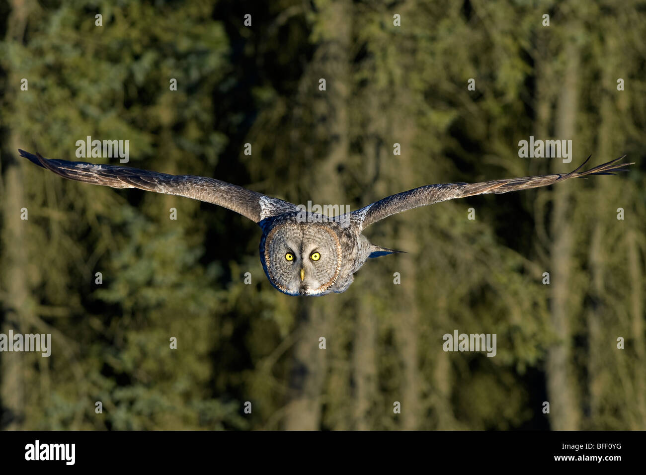 La caza gran búho gris (Strix nebulosa), bosque boreal, al norte de Alberta, Canadá Foto de stock
