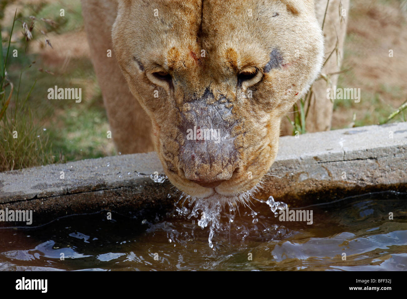 León agua potable (Pantera Leo). Foto de stock