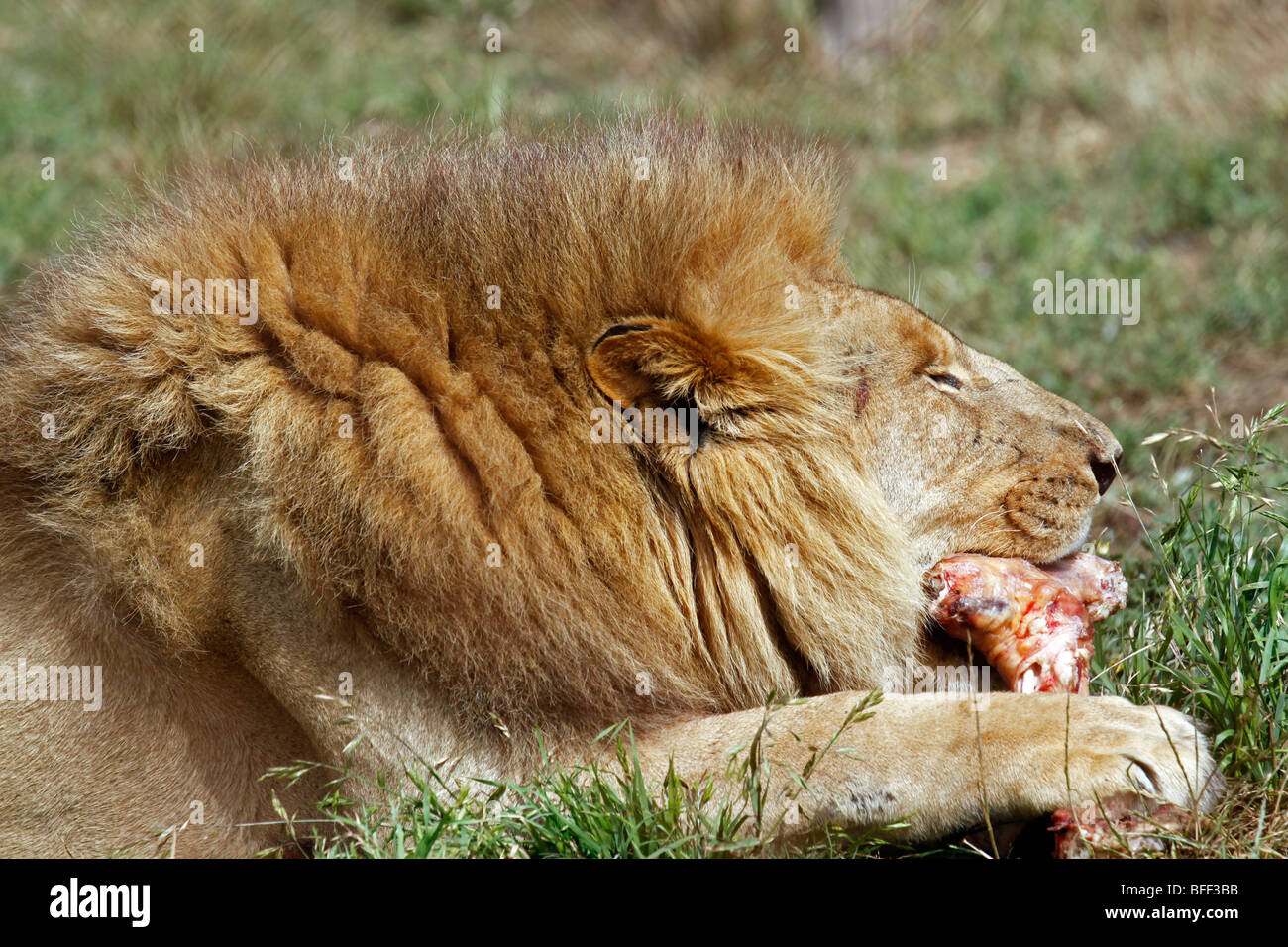 Macho de alimentación león (Pantera Leo). Foto de stock