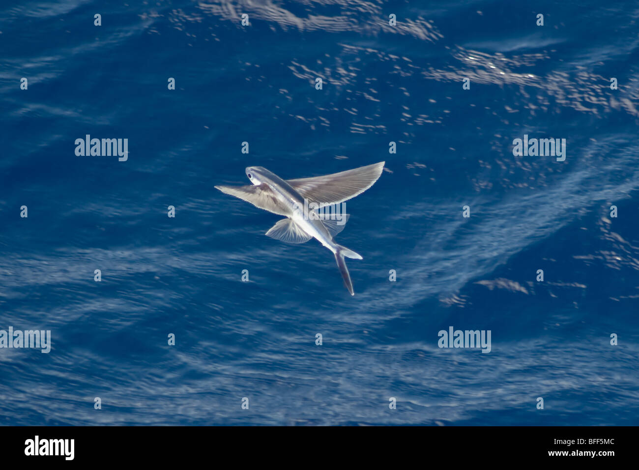 Especies de peces voladores en medio del aire, nombre científico desconocido, el Océano Atlántico Sur. Foto de stock